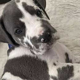 Great Danes from A20 Danes