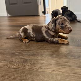 Chestnut (Finn) - Dapple male Dachshund puppy in Live Oak, Florida from Johnson’s Weiner Farm