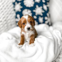Sarafina - Red  female Goldendoodle puppy in Springville, Utah from Happy Doodle