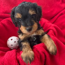Aladdin - Black phantom male Aussiedoodle puppy in Larimer County, Colorado from Puppy Love Doodles