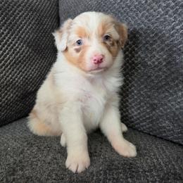 Cinnamon (Blue) - Red merle female Australian Shepherd puppy in Vona, Colorado from Dyna Aussies