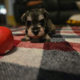 Comet - Salt and pepper male Miniature Schnauzer puppy in Dozier, Alabama from The Bearded Lady Miniature Schnauzers