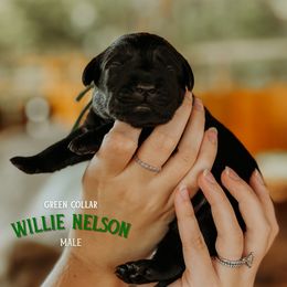 Labrador Retriever Puppies from Parsons Farmstead Retrievers