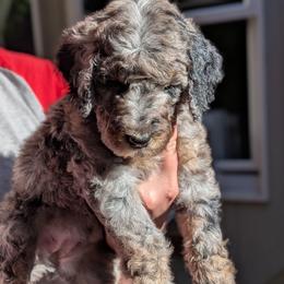 Green Collar - Merle female Goldendoodle puppy in Olympia, Washington from Sinclairdoodles