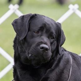 Laney - Labrador Retriever