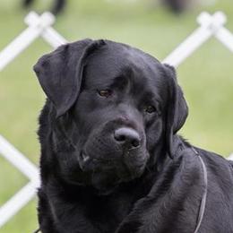 Laney - Labrador Retriever