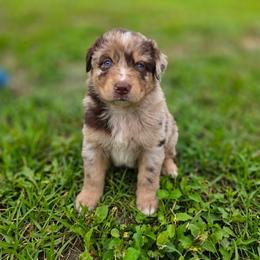 Augustus - Red merle male Australian Shepherd puppy in Fort Myers, Florida from U Cross Australian Shepherds