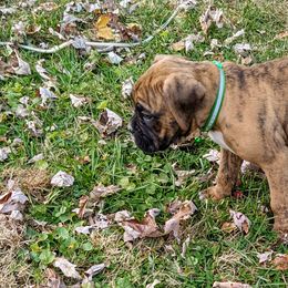 Boxer and Shih Tzu Puppies from Super City Kennels
