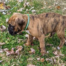 Boxer and Shih Tzu Puppies from Super City Kennels