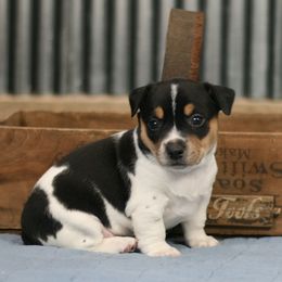 Teddy Roosevelt Terrier Puppies from Big Grove Farms