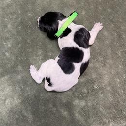 Girl 3 - Black and white female German Shorthaired Pointer puppy in Lumberton, Mississippi from Carlee Farm
