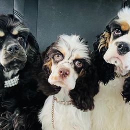 Cocker Spaniels from LoElls Cocker Spaniels