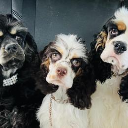 Cocker Spaniels from LoElls Cocker Spaniels