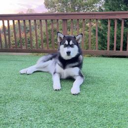 Sushi - Black and white female Alaskan Malamute puppy in Grayson County, Virginia from River Bend Malamutes