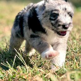 Sheepadoodle Puppies from Mulberry Ride Doodles