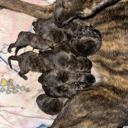 M2 - Gold brindle male Dutch Shepherd puppy in Hastings, Minnesota from Century Hills Farm