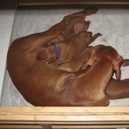 Vizsla Puppies from Sequoia Reds Vizslas
