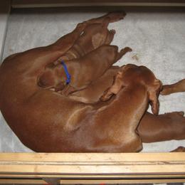Vizsla Puppies from Sequoia Reds Vizslas