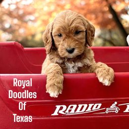 Cockapoos and Goldendoodles from Royal Doodles of Texas