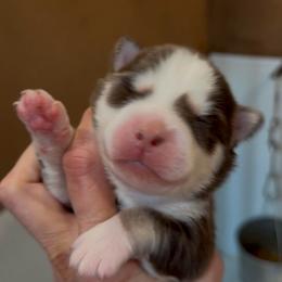 Matthias - Red and white male Pomsky puppy in Spring Hill, Florida from PDQ Pomskies