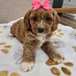 Denim - Red  female Goldendoodle puppy in Fordland, Missouri from K&K's Puppy Kingdom