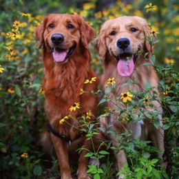 Golden Retrievers from Regal Retrievers