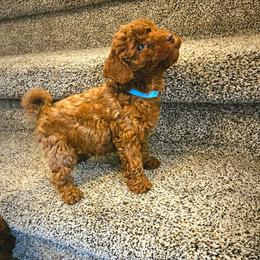 Pine - Red  male Poodle puppy in Salt Lake City, Utah from Premier Paws