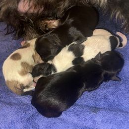 Name coming soon - White and tan female Morkie puppy in Aliquippa, Pennsylvania from The Morkie Mom