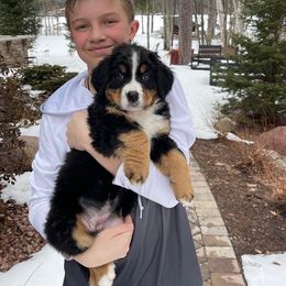 Bernese Mountain Dog Puppies from Lonesome Pine Farm