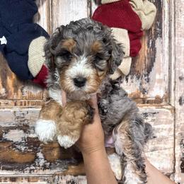 Quartz - Blue merle female Bernedoodle puppy in Rose Hill, North Carolina from Red Door Canines