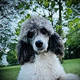 Gracie - Poodle