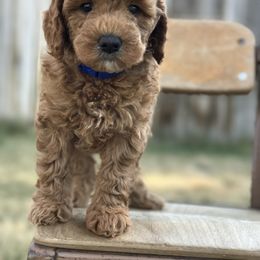 Goldendoodle Puppies from Magic Valley Goldendoodles
