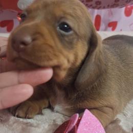 Love - Red female Dachshund puppy in Surprise, Arizona from Codie's Dachshunds