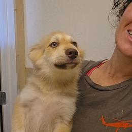 Dill - Chocolate male Pomsky puppy in Weir, Texas from Bluebonnet Pomskies