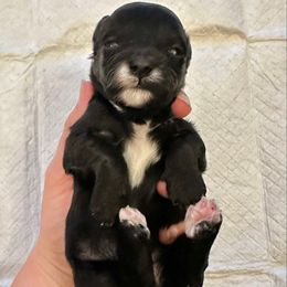 Female 3 - Black female Havapoo puppy in Brooksville, Florida from Kruger Doodles