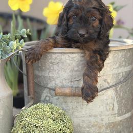 Landry - Sable and white male Cockapoo puppy in Alexandria, Alabama from Bright and Beautiful Cockapoos and Doodles