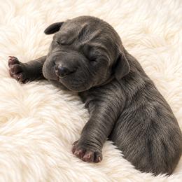 Teddy - Gray and fawn male Cane Corso puppy in Trenton, Texas from Trained To Go Corso Kennels (T.T.G. Corso Kennels)