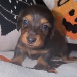 Tom - Blue and tan male Dachshund puppy in Bakersfield, California from KC Doxies
