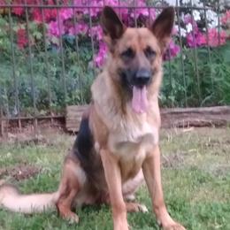 German Shepherds and Pembroke Welsh Corgis from Cobyco