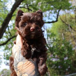 Elowen - Chocolate and tan female Yorkshire Terrier puppy in Warren, Michigan from Danielle's Yorkie Babies