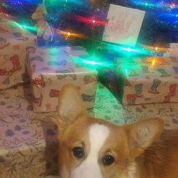 Ellie - Pembroke Welsh Corgi