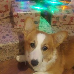 Ellie - Pembroke Welsh Corgi