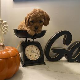 Cavapoo and Goldendoodle Puppies from Magnolia Prairie Doodles
