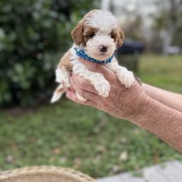 Gibsie - Brown and white male Bernedoodle puppy in Cocoa, Florida from The Beach Doodles