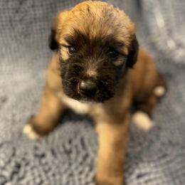 Pink collar - Black and white female Saint Berdoodle puppy in Saint Joseph, Missouri from Home Raised St. Berdoodles