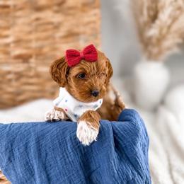 BlackBerry - Red  female Goldendoodle puppy in Russell Springs, Kentucky from Milk & Honey Doodles