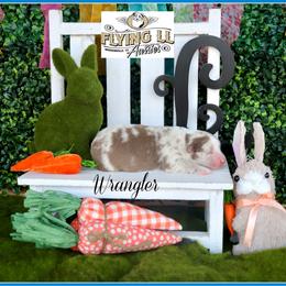 Wrangler - Red merle male Miniature Australian Shepherd puppy in Madisonville, Texas from Flying LL Aussies