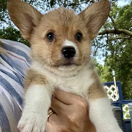 Orange collar - White and red female Pembroke Welsh Corgi puppy in Apopka, Florida from Connie’s Corgies