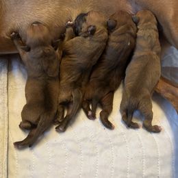 Staffordshire Bull Terrier Puppies from Neverland Staffords