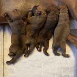 Staffordshire Bull Terrier Puppies from Neverland Staffords
